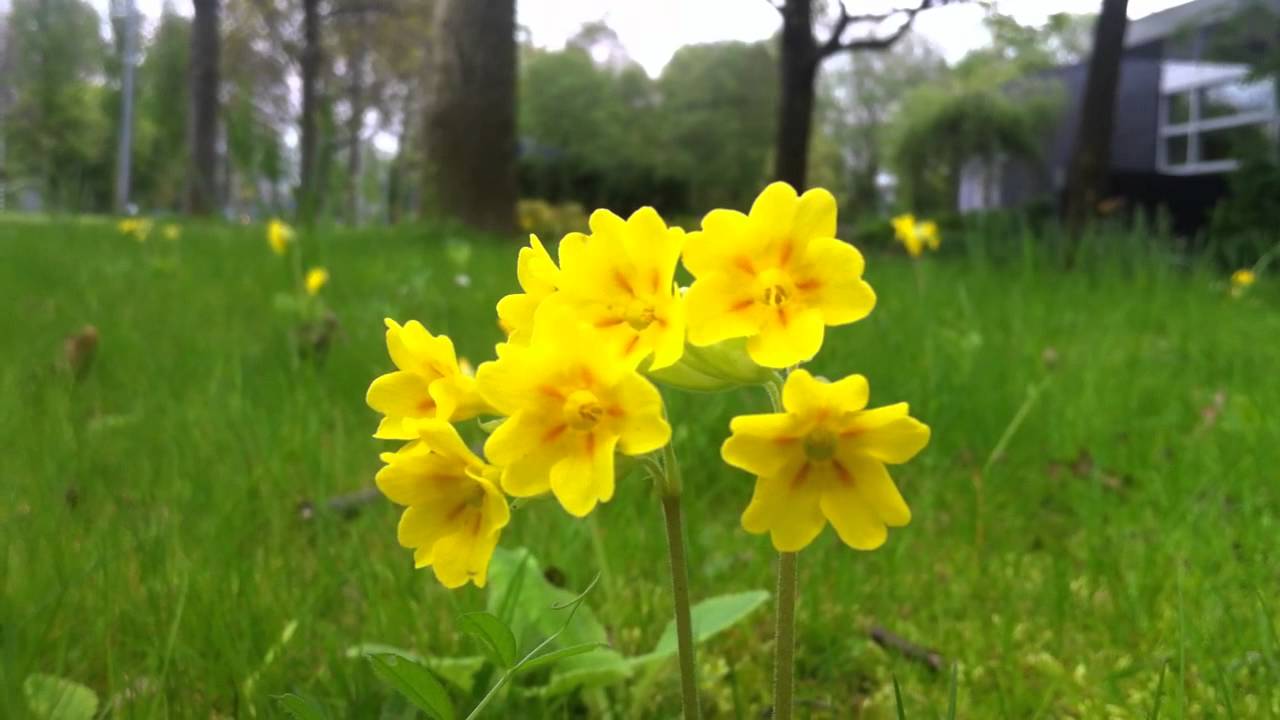 Primula Officinalis