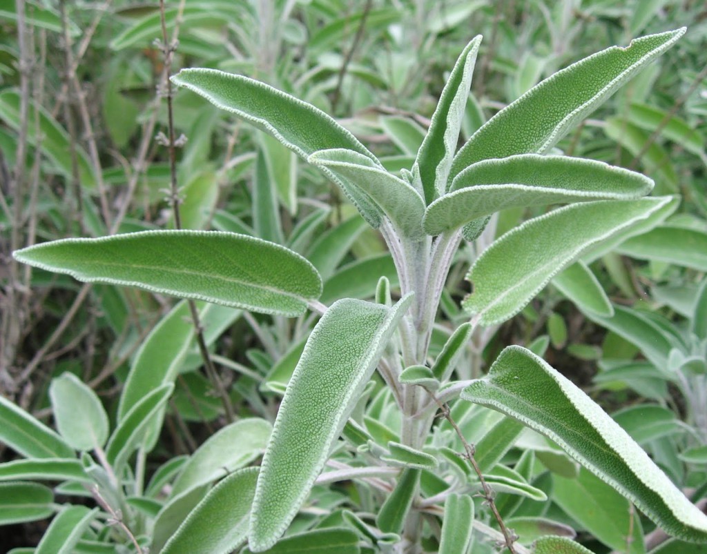 Salvia Officinalis